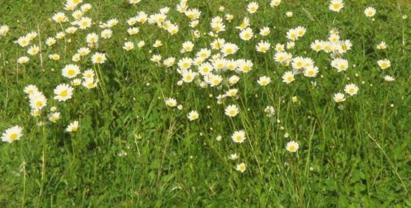 Les Pieds Dans L'Herbe Rosporden Exterior foto